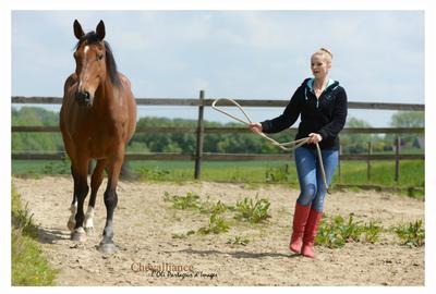 Le coaching assisté par les chevaux. 