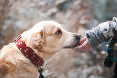 Ne laissez pas la peur du chien vous dominer !