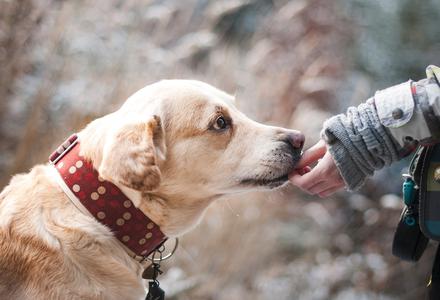 Ne laissez pas la peur du chien vous dominer !