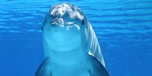 Venez nager avec les dauphins dans la baie de Sataya