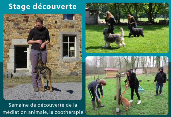 Semaine de découverte de la médiation animale, la zoothérapie