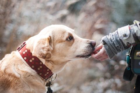 Ne laissez pas la peur du chien vous dominer !