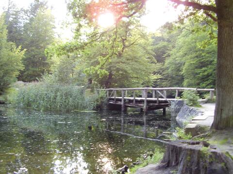 Walking therapy : la nature comme alliée thérapeutique