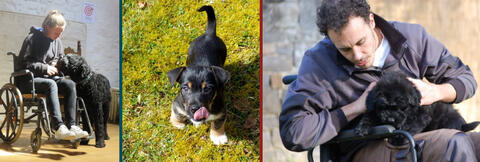 Formation une année en médiation animale