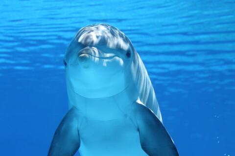 Venez nager avec les dauphins dans la baie de Sataya