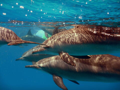 Nage avec les dauphins et aquathérapie