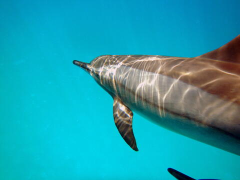 Nage avec les dauphins et aquathérapie