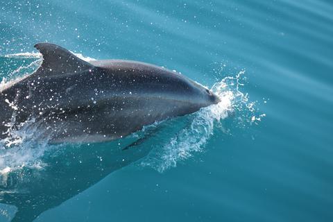 Nage avec les dauphins et aquathérapie